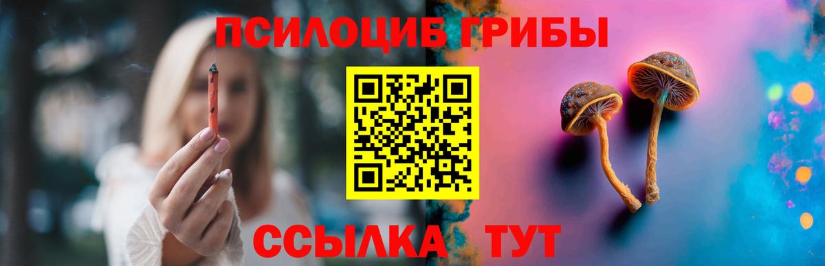 Псилоцибиновые грибы Psilocybe Нововоронеж